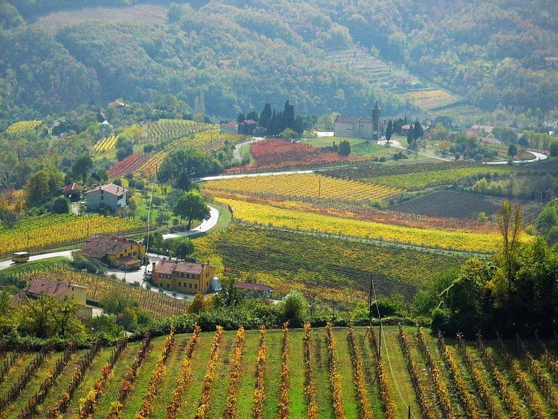 1672339181Vigneti-2-5.jpg