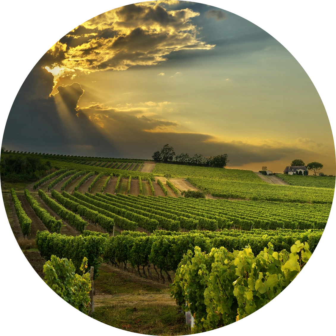 CANTINE MASCHIO