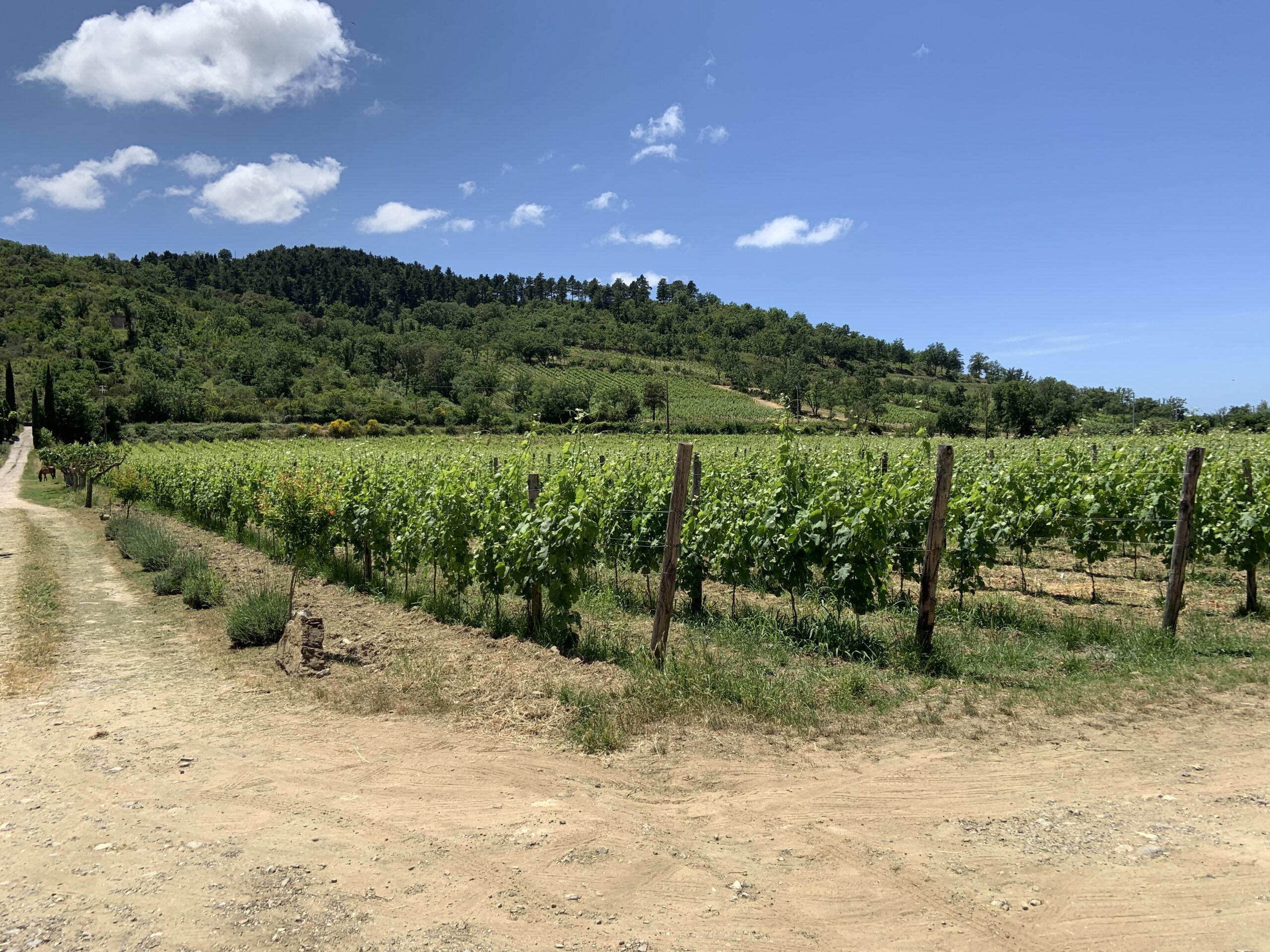Azienda Agricola Angelo Astone