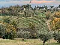 Soc. Agr. Montebianco